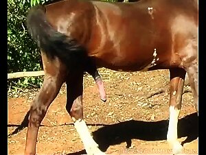 Un caldo estate e delizioso, una puttana scopre un bel caballino in un campo verde e decide a succhiarlo, accompagnata dal suo fedele compagno ad quattro zampe. Una video gratuita di sesso con cane
